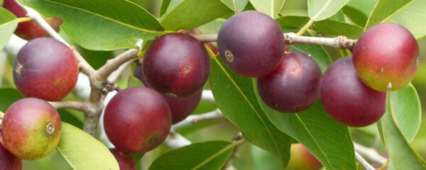 Camu camu