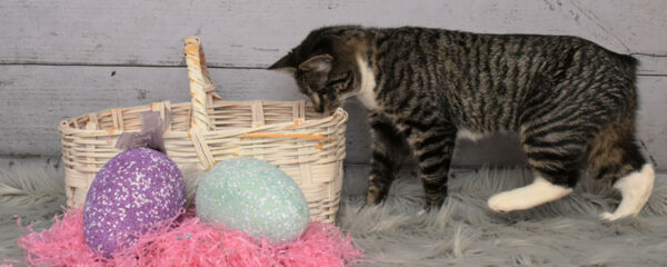 Chat Manx