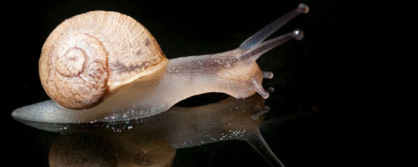 bave d'escargot