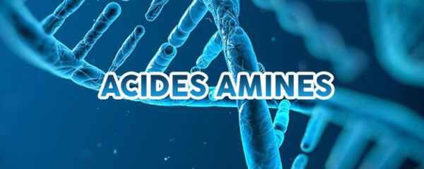 acides aminés