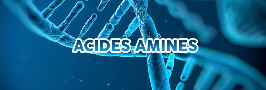 acides aminés