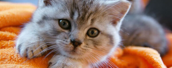 chat