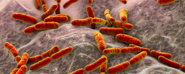 Lactobacillus gasseri